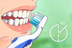 How to Brush Your Teeth Correctly: The Modified Bass Technique (Step-by-Step Guide)
